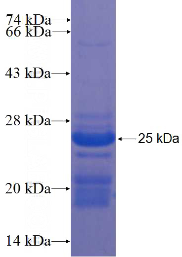 Recombinant Human PDCD7 SDS-PAGE
