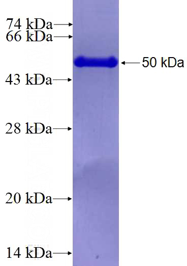 Recombinant Human C4orf41 SDS-PAGE