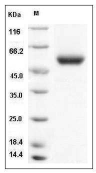 Mouse Carboxypeptidase M/CPM (His Tag) recombinant protein