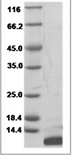 Mouse C5a/Complement 5a Protein 15327