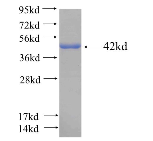 Recombinant human ASNA1(Full length) SDS-PAGE