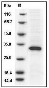 Human EGFL7 / VE-statin Protein (His Tag)