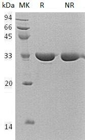 Human ANXA13/ANX13 recombinant protein