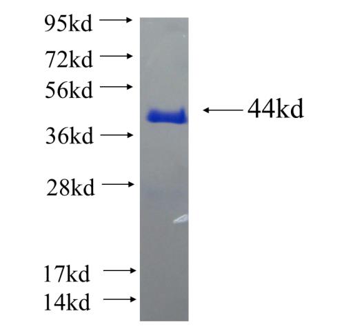 Recombinant human C16orf93 SDS-PAGE