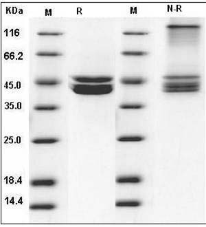Human PRMT6 / HRMT1L6 Protein (His & FLAG Tag) SDS-PAGE
