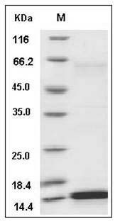 Canine Interleukin-2 / IL-2 Protein (147 Cys/Ser) SDS-PAGE