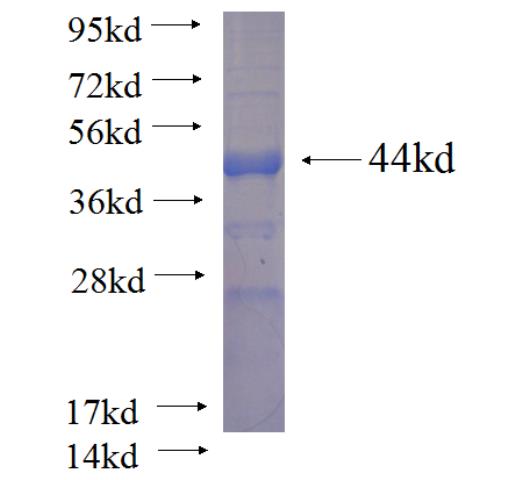 Recombinant human CASS4 SDS-PAGE