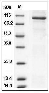 Human STXBP3 / UNC-18C Protein (His & GST Tag) SDS-PAGE