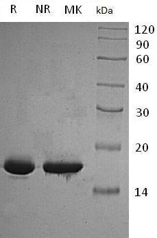 Human CDKN2C/CDKN6 (His tag) recombinant protein