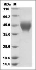 F3 protein SDS-PAGE