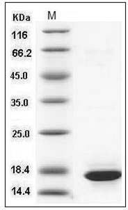 Human Histone H3.1 / HIST1H3A / H3FA Protein SDS-PAGE