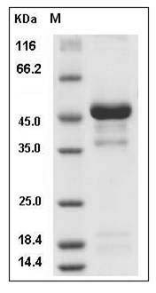 Mouse Pleiotrophin / PTN / HB-GAM Protein (Fc Tag) SDS-PAGE