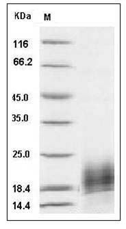 Cynomolgus XCL1 Protein (His Tag) SDS-PAGE