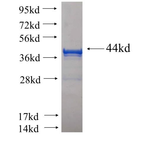 Recombinant human PEF1 SDS-PAGE