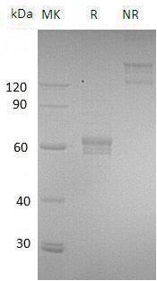 Human CD209/CLEC4L (Fc tag) recombinant protein