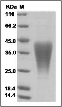 Mouse LIF Protein SDS-PAGE