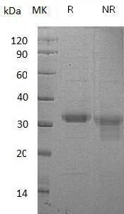 Human PRSS22/BSSP4/PRSS26/SP001LA (His tag) recombinant protein