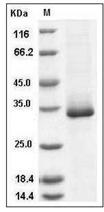 Mouse EGFL7 / VE-statin Protein (His Tag) SDS-PAGE