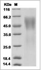 Rat ICOS Ligand / B7-H2 Protein (His Tag)