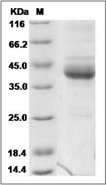 Cynomolgus CD3E / CD3 epsilon Protein (His & Fc Tag)