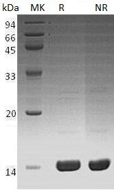 Human CCL16/ILINCK/NCC4/SCYA16 recombinant protein