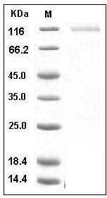 Human CD31 / PECAM1 Protein SDS-PAGE