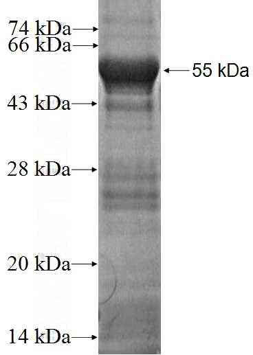 Recombinant Human MAF1 SDS-PAGE