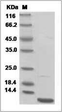 Mouse CXCL3 / GRO gamma Protein (His Tag)