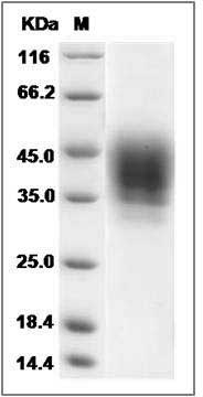 Rat CD48/SLAMF2 (Fc Tag) recombinant protein
