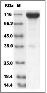 Cynomolgus ACE2 / Angiotensin-Converting Enzyme 2 Protein (Fc Tag) SDS-PAGE