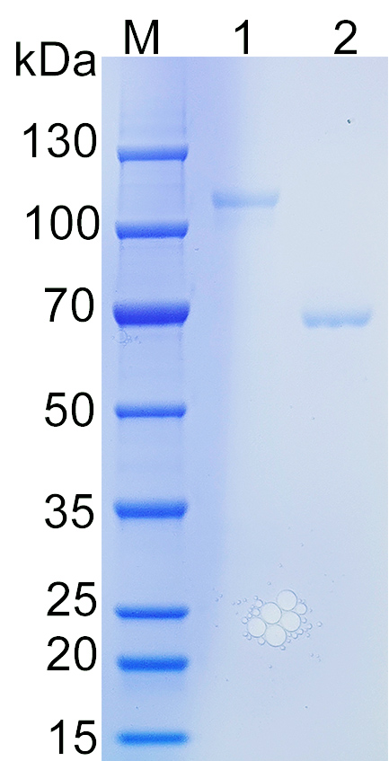 Human PERK Recombinant protein