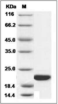 Canine FGF14 / SCA27 Protein SDS-PAGE