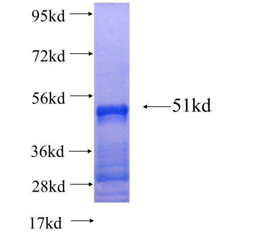 Recombinant human ZFP37 SDS-PAGE