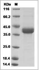 Cd3e protein SDS-PAGE