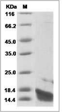 Human IL22 / IL-22 / Interleukin 22 Protein SDS-PAGE