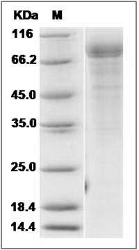 Rat Cadherin-8 / CDH8 Protein SDS-PAGE
