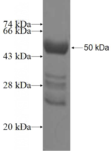 Recombinant Human UNC45A SDS-PAGE
