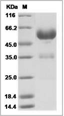 Human LAIR1 Protein (Fc Tag)