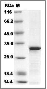 Human ING4 Protein (His Tag) SDS-PAGE