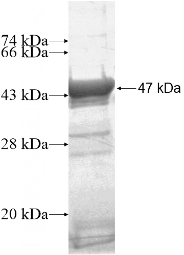 Recombinant Human C1orf51 SDS-PAGE