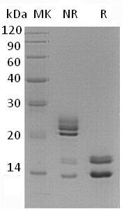 Human NRN1L/UNQ2446/PRO5725 (His tag) recombinant protein