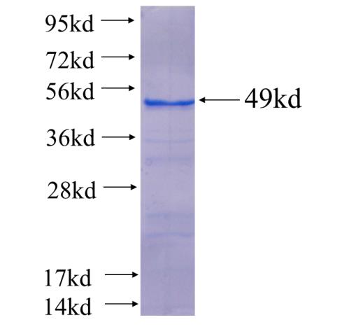 Recombinant Arabidopsis thaliana GME SDS-PAGE