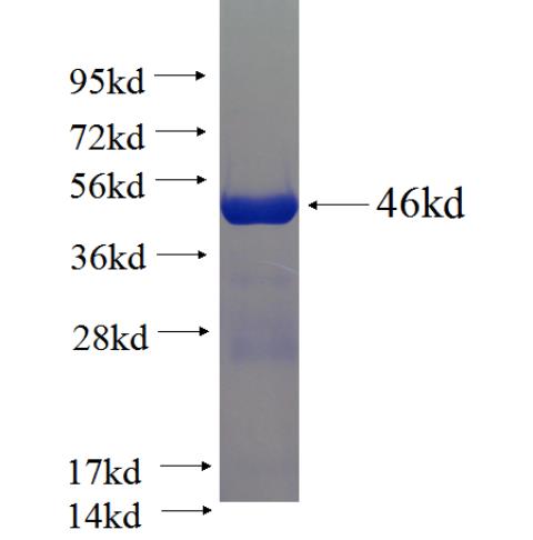 Recombinant human TPT1 SDS-PAGE