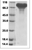 Mouse NRP2 recombinant protein (C-His)
