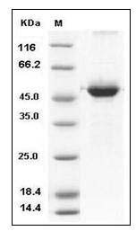Human 14-3-3 sigma / Stratifin / YWHAS Protein (GST Tag) SDS-PAGE