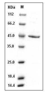 Human SerpinB1 / ELANH2 Protein (His Tag) SDS-PAGE