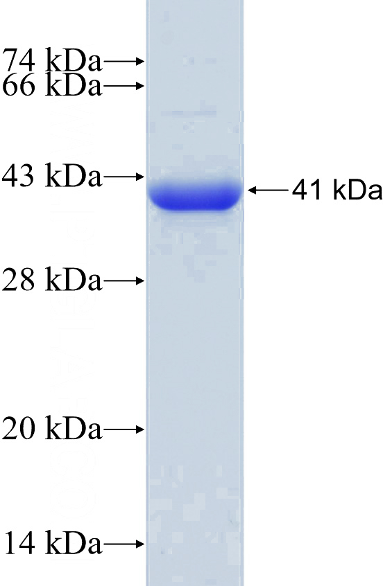 Recombinant Human GAPDH SDS-PAGE