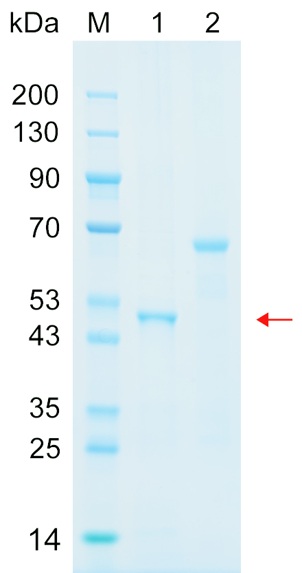 Recombinant DEN2D protein (His tag) SDS-PAGE