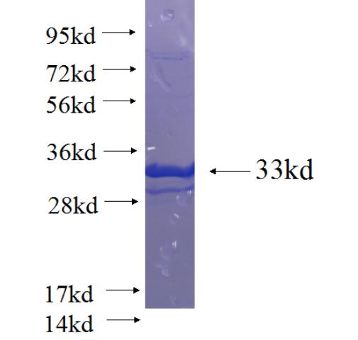Human GLT25D2 Recombinant protein (GST tag)