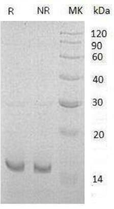Mouse Il21 recombinant protein